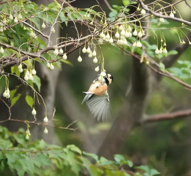 野鳥彫刻　ヤマガラ 1_f448e5a6ce3dd7a8b8481ca50963